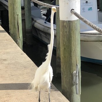 Boondocks Restaurant - This is Mitchell, the friendly egret - Seafood Near Me - Port Orange, Florida Boondocks Restaurant - This is Mitchell, the friendly egret - Seafood Near Me - Port Orange, Florida