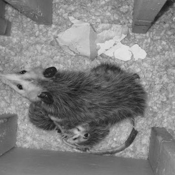 Rodent Prevention Services - Possum family in a customer's attic - Pest Control Near Me - Katy, Texas Rodent Prevention Services - Possum family in a customer's attic - Pest Control Near Me - Katy, Texas