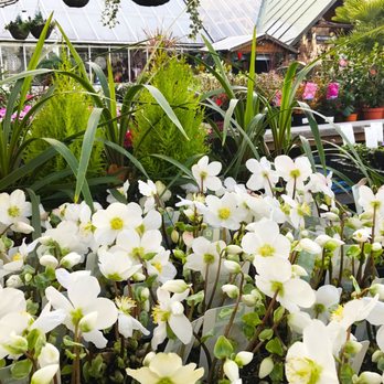Clifton Nurseries - Heavenly Hellebores - Landscaping Near Me - London, XGL