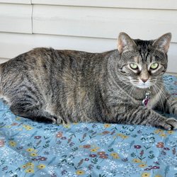 Cahill Veterinary Hospital - Bella (5yo Tortie Tabby)