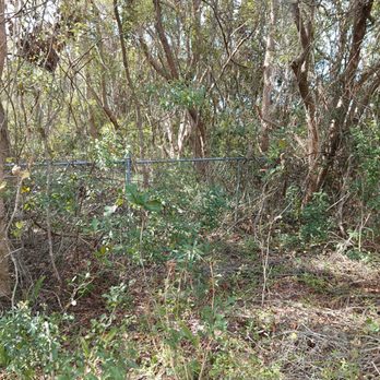 Davis Land Company - Fence Line Completely Untouched - Excavation Services Near Me - Kissimmee, Florida Davis Land Company - Fence Line Completely Untouched - Excavation Services Near Me - Kissimmee, Florida