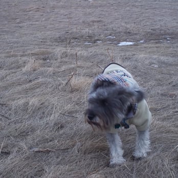 Tom Campbell's Hill - Herman-nator enjoying his first day in Calgary - Dog Parks Near Me - Calgary, Alberta