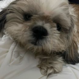 Opie before grooming Opie before grooming