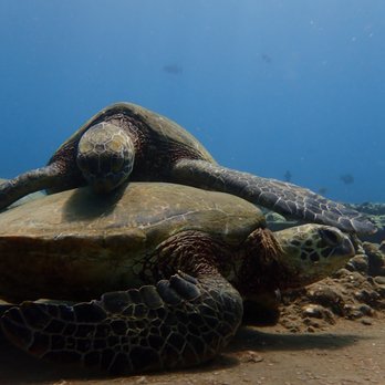 Banyan Tree Divers Maui - Scuba Diving Near Me - Lahaina, Hawaii