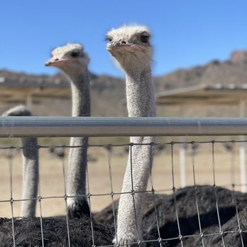 Rooster Cogburn Ostrich Ranch - Petting Zoos Near Me - Picacho, Arizona Rooster Cogburn Ostrich Ranch - Petting Zoos Near Me - Picacho, Arizona