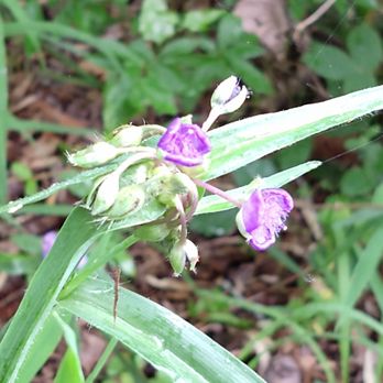 Landsford Canal State Park - Flower along the trail. - Parks Near Me - Catawba, South Carolina Landsford Canal State Park - Flower along the trail. - Parks Near Me - Catawba, South Carolina
