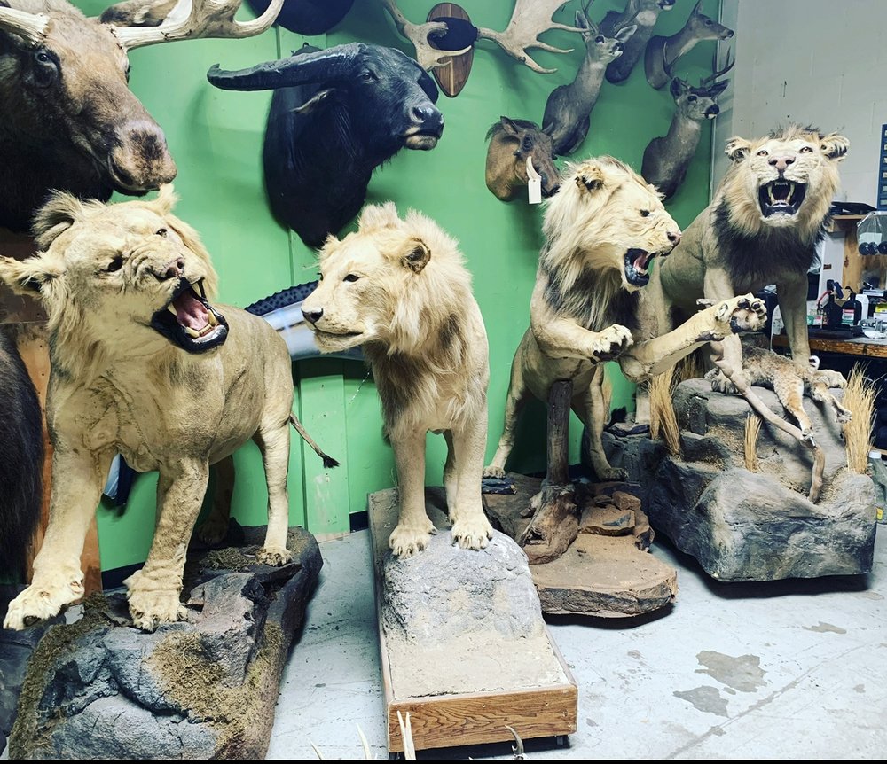 ANIMAL ART TAXIDERMY & STUDIO RENTALS Updated May 2024 171 Photos