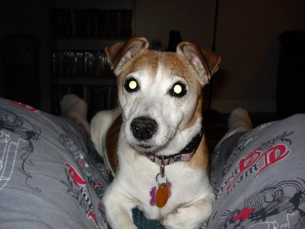 HAMILTON/BURLINGTON SPCA Updated September 2024 245 Dartnall Road