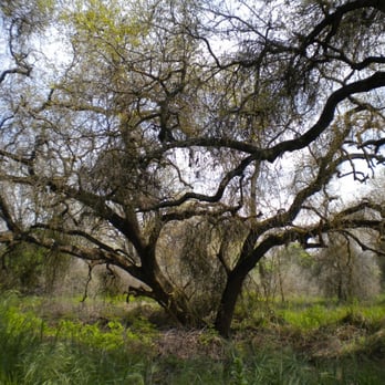 Kaweah Oaks Preserve - Hiking Near Me - Exeter, California