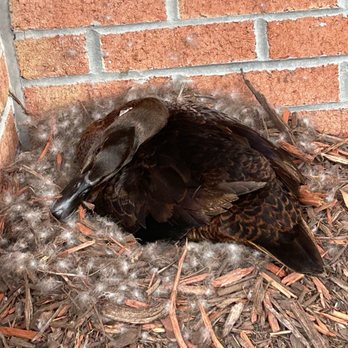 Bojangles - Duck no.1 - Fast Food Near Me - Hampstead, North Carolina