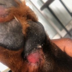 All About Animals