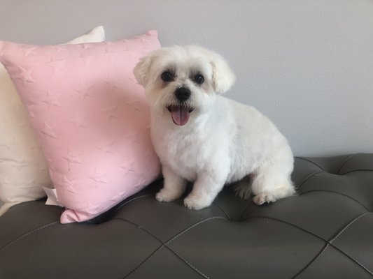 SHANNON’S GROOMING - 21 Photos - Pet Groomers - 4900 Paradise Way, West