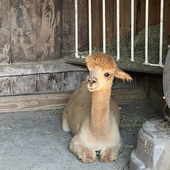 Harvard Alpaca Ranch - Attraction Farms Near Me - Harvard, Massachusetts