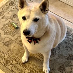 Fur Babies Pet Bakery - Shiba Inu