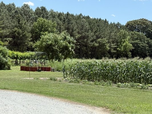 A Secret Garden Winery by null