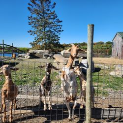 Lawrence Farms Orchards - Goats