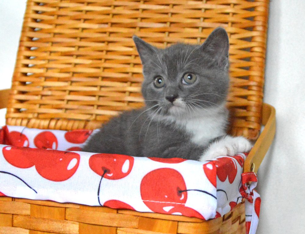 PETS ALIVE INC Updated July 2024 13 Photos & 36 Reviews 363 Derby