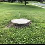 Local Stump Pros