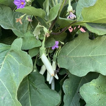 Farnsworth Landscaping - a plant with purple flowers - Landscaping Near Me