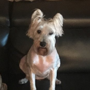 PetSmart - This is Penelope and her uneven grooming! - Pet Stores Near Me - Laurel, Maryland