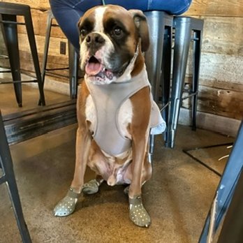 Beer Barn - Watching the other dogs  on the other side of the room - Beer Bar Near Me - Gilbert, Arizona