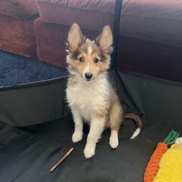 He was 4.2 pounds and no one wanted him because of an eye condition that we haven't had any issues with yet.
