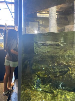 National Mississippi River Museum & Aquarium by null