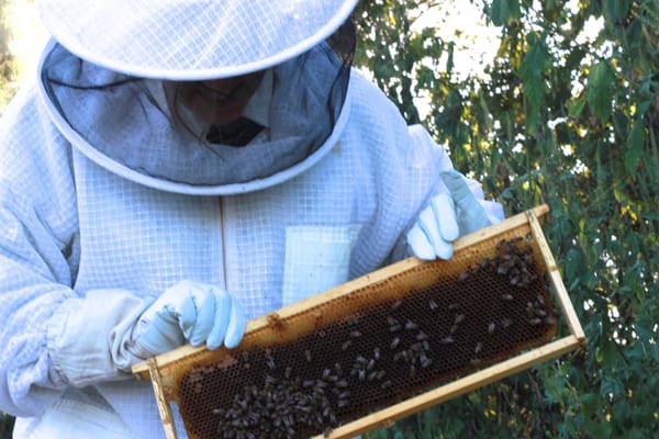 Two Hives Honey by null Two Hives Honey by null