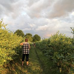 King Grove Organic Farm - Blueberries