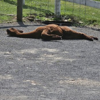Bluebird Farm Alpacas - Attraction Farms Near Me - Peapack, New Jersey
