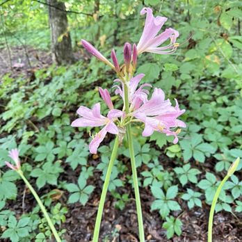 Oakhurst Gardens - Parks Near Me - Muncie, Indiana