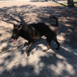 Oreo exploring the park!