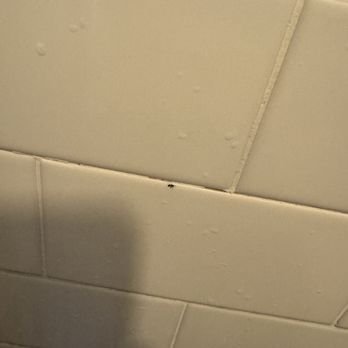 Danfords - Ants in the bathroom - Hotels Near Me - Port Jefferson, New York