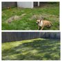 Photo of Ozzie's landscaping