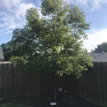 Leaf It To Us Tree Service - Tree Services Near Me - San Diego, California