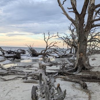 Driftwood Beach - Some areas were more littered with driftwood. - Beaches Near Me - Jekyll Island, Georgia Driftwood Beach - Some areas were more littered with driftwood. - Beaches Near Me - Jekyll Island, Georgia