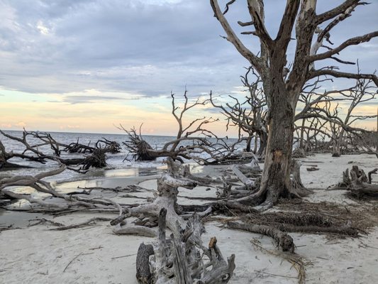 Driftwood Beach by null