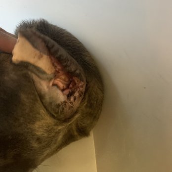 Perris Valley Veterinary Clinic - After ear cropping. - Veterinarians Near Me - Perris, California Perris Valley Veterinary Clinic - After ear cropping. - Veterinarians Near Me - Perris, California