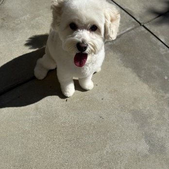 Colonies Pet Grooming - Pet Groomers Near Me - Upland, California Colonies Pet Grooming - Pet Groomers Near Me - Upland, California