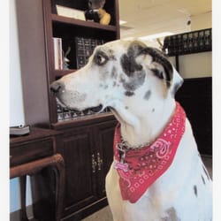 Law Offices of Steven Jacobs - Steve's beloved dog, Chyna