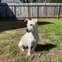Sunbury Veterinary Clinic