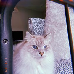Siberian Pearl Cattery
