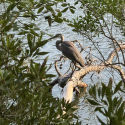 First Landing State Park - Beautiful wildlife.