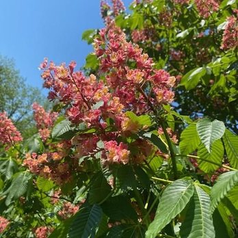 Sayen House & Gardens - Parks Near Me - Hamilton, New Jersey