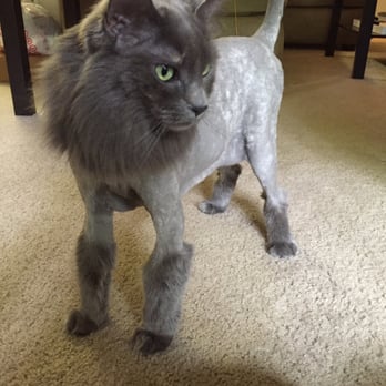 Supurr Cats - Pet Groomers Near Me - Portland, Oregon Supurr Cats - Pet Groomers Near Me - Portland, Oregon