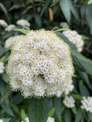 Blithewold Manor, Gardens & Arboretum by null