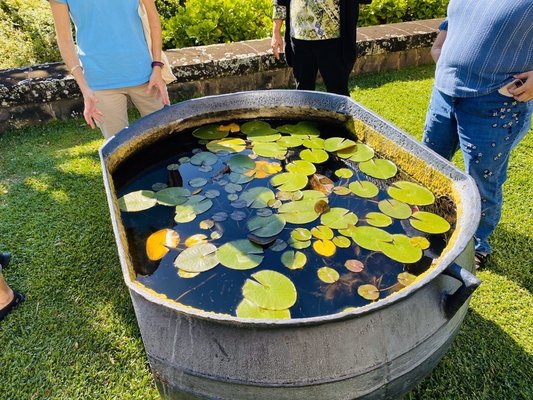 Mānoa Heritage Center by null