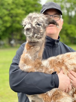 Carlson's Llovable Llamas by null