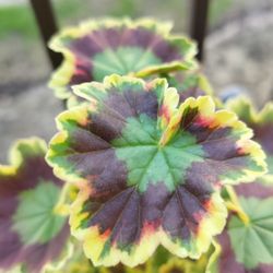 Friendswood Garden Emporium - I purchased this geranium for its foliage