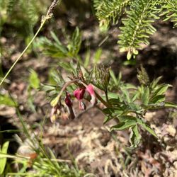 Hauser Superior View Farm - Pink Bleeding Heart